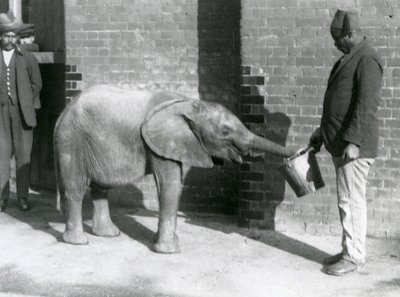 Junger afrikanischer Elefant Kiberenge wird von Darisha gefüttert, während Syed Ali im Hintergrund zusieht, London Zoo, September 1923 von Frederick William Bond